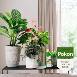 Pokon Kamerplanten Voeding - 500ml - Plantenvoeding - 20ml Per 1L Water -Buitentuinwinkel 1200x1200 629