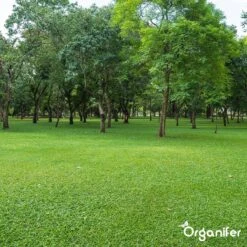 Kalk Korrel Meststof Verrijkt Met Magnesium (20Kg - Voor 400m2) Voor Dieper Bladgroen (+PH) Speciaal Voor Gazon, Perken, Moestuin En Openbaar Groen - Organifer -Buitentuinwinkel 1200x1200 644