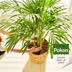 Pokon Palm Voeding - 250ml - Plantenvoeding - 10ml Per 1L Water -Buitentuinwinkel 1200x1200 649