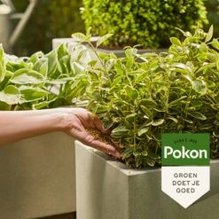 Pokon Voedingskorrels Voor Groene Planten - 800gr - 180 Dagen Voeding - Plantenvoeding -Buitentuinwinkel 1200x1200 651