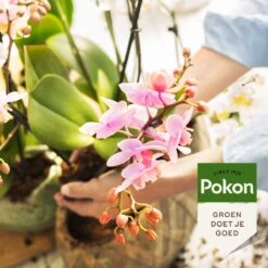 Pokon Orchidee Voeding - 500ml - Plantenvoeding - 10ml Per 1L Water -Buitentuinwinkel 1200x1200 654