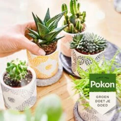 Pokon Bio Cactus & Vetplant Voeding - 250ml - Plantenvoeding (bio) - 7ml Per 1L Water -Buitentuinwinkel 1200x1200 655