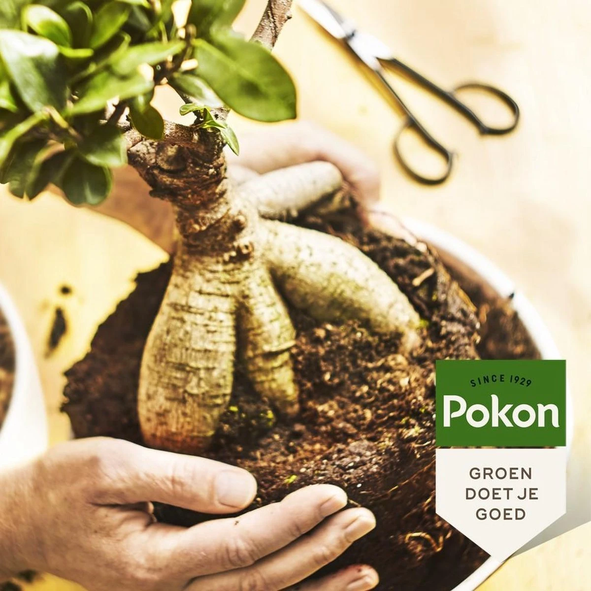 Pokon Bonsai Voeding - 250ml - Plantenvoeding - 10ml Per 1L Water 7 Pokon Bonsai Voeding - 250ml - Plantenvoeding - 10ml Per 1L Water - Afbeelding 5