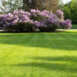 Snelwerkende Gazonmest Voor 100m² Gras | Meststof Voor Lente En Zomer | Ideaal Voor Meststofstrooier | Gazonbemesting -Buitentuinwinkel 1200x1200 682