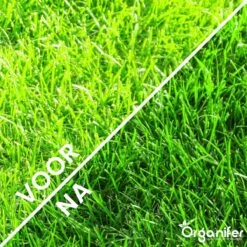 Gazonmest All-In-One (20Kg - Voor 400m2) Voor Een Diepgroen Sterk Gazon Zonder Mos En Onkruid - Complete Meststof Met Kalk En Grasversterker - Organifer 19 Gazonmest All-In-One (20Kg - Voor 400m2) Voor Een Diepgroen Sterk Gazon Zonder Mos En Onkruid - Complete Meststof Met Kalk En Grasversterker - Organifer -Buitentuinwinkel 1200x1200 689