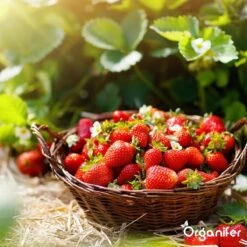 Lavagruis Uit Eifel Oergesteente (20Kg Voor 200m2) Grof Lavameel 0-2mm - Organifer -Buitentuinwinkel 1200x1200 728