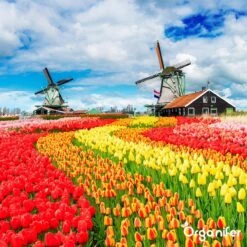 Lavagruis Uit Eifel Oergesteente (20Kg Voor 200m2) Grof Lavameel 0-2mm - Organifer -Buitentuinwinkel 1200x1200 729