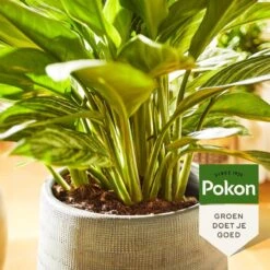Pokon Groene Planten Voeding - 500ml - Plantenvoeding - 20ml Per 1L Water -Buitentuinwinkel 1200x1200 749