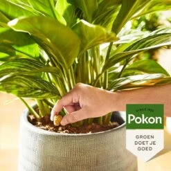 Pokon Kamerplanten Voedingskegels - 10st - Plantenvoeding - 6 Maanden Voeding -Buitentuinwinkel 1200x1200 755