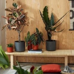 Elho B.for Soft Rond 25 - Bloempot Voor Binnen - Ø 24.7 X H 23.3 Cm - Antraciet 13 Elho B.for Soft Rond 25 - Bloempot Voor Binnen - Ø 24.7 X H 23.3 Cm - Antraciet -Buitentuinwinkel 1200x1200 912