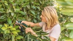 Bosch EasyPrune Accu Snoeischaar - 3.6 V Accu - USB -Buitentuinwinkel 1200x675 46