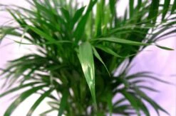 Pokon Powerspray Kamerplanten 300ml 8 Pokon Powerspray Kamerplanten 300ml -Buitentuinwinkel 1200x796 1