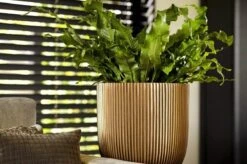 Capi Europe - Bloempot Bol Groove XL - 33x35 - Goud - Bloempot Voor Binnen - Opening ⌀28 - GVGB932 -Buitentuinwinkel 1200x796 2