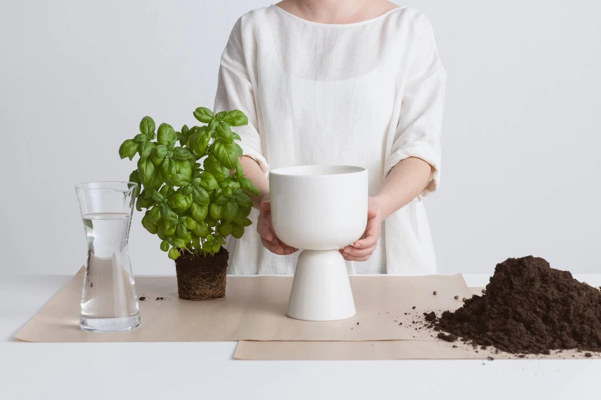 Iittala Nappula - Bloempot - Bloempotten Voor Binnen En Buiten - Plantenpotten - Wit - 230 X 155 Mm - 1 Stuk 13 Iittala Nappula - Bloempot - Bloempotten Voor Binnen En Buiten - Plantenpotten - Wit - 230 X 155 Mm - 1 Stuk - Afbeelding 11