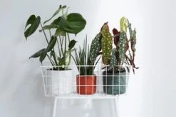 Elho B.for Soft Rond 25 - Bloempot Voor Binnen - Ø 24.7 X H 23.3 Cm - Antraciet 18 Elho B.for Soft Rond 25 - Bloempot Voor Binnen - Ø 24.7 X H 23.3 Cm - Antraciet -Buitentuinwinkel 1200x800 150