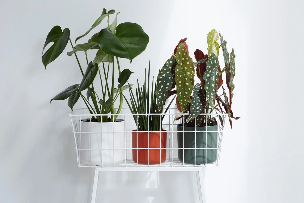 Elho B.for Soft Rond 25 - Bloempot Voor Binnen - Ø 24.7 X H 23.3 Cm - Antraciet 9 Elho B.for Soft Rond 25 - Bloempot Voor Binnen - Ø 24.7 X H 23.3 Cm - Antraciet - Afbeelding 7