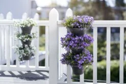 Elho Corsica Vertical Forest 24 - Bloempot Voor Balkonbuiten - Ø 26.7 X H 29.7 Cm - Zwart/Antraciet 34 Elho Corsica Vertical Forest 24 - Bloempot Voor Balkonbuiten - Ø 26.7 X H 29.7 Cm - Zwart/Antraciet -Buitentuinwinkel 1200x800 165