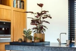 Capi Europe - Vaas Bol Groove XL - 39x33 - Goud - Bloempot Voor Binnen - Opening ⌀24 - GVGB270 10 Capi Europe - Vaas Bol Groove XL - 39x33 - Goud - Bloempot Voor Binnen - Opening ⌀24 - GVGB270 -Buitentuinwinkel 1200x800 170