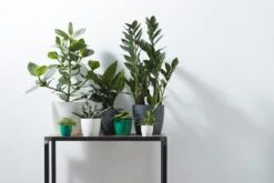 Elho B.for Soft Rond 30 - Bloempot Voor Binnen - Ø 29.5 X H 27.6 Cm - Antraciet -Buitentuinwinkel 1200x800 173