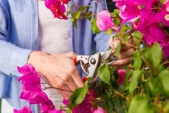 Felco 14 Snoeischaar | Ergonomisch | Voor Kleine Handen 7 Felco 14 Snoeischaar | Ergonomisch | Voor Kleine Handen -Buitentuinwinkel 1200x800 183