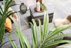 Fonteyn | Loungeset Connor | Melange 26 Fonteyn | Loungeset Connor | Melange -Buitentuinwinkel 1200x800 897