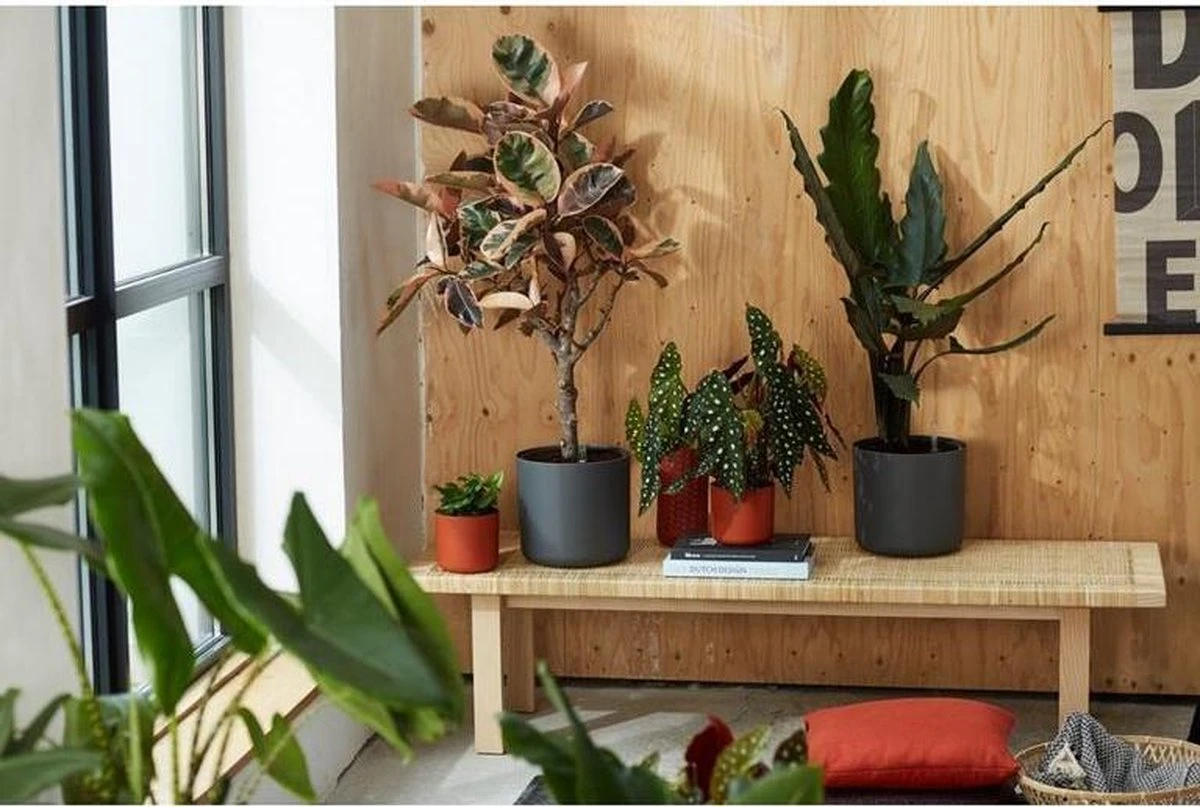 Elho B.for Soft Rond 25 - Bloempot Voor Binnen - Ø 24.7 X H 23.3 Cm - Antraciet 12 Elho B.for Soft Rond 25 - Bloempot Voor Binnen - Ø 24.7 X H 23.3 Cm - Antraciet - Afbeelding 10