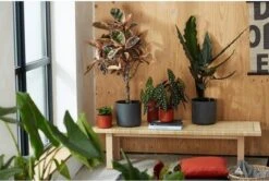 Elho B.for Soft Rond 35 - Bloempot Voor Binnen - Ø 34.5 X H 32.3 Cm - Antraciet -Buitentuinwinkel 1200x807 4