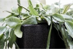 Capi Europe - Bloempot Vierkant Smooth NL - 30x30x30 - Zwart - Voor Binnen En Buiten - KBL902 -Buitentuinwinkel 1200x813 3