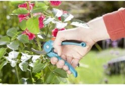 GARDENA - Classic B/S-M Bypass Snoeischaar - Ø 22mm - 25 Jaar Garantie 25 GARDENA - Classic B/S-M Bypass Snoeischaar - Ø 22mm - 25 Jaar Garantie -Buitentuinwinkel 1200x825 13