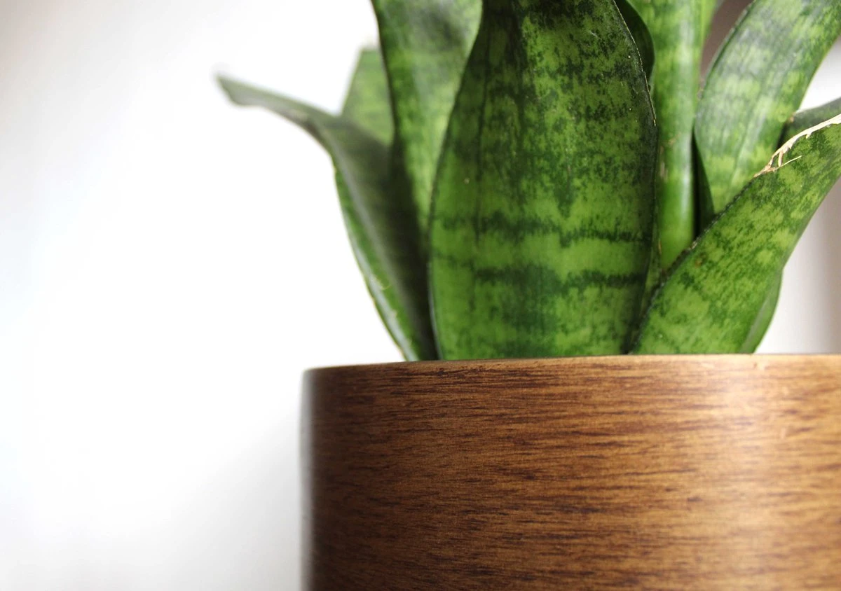 Capi Europe - Bloempot Bol Retro - 23x21 - Goud - Bloempot Voor Binnen - BRTG134 5 Capi Europe - Bloempot Bol Retro - 23x21 - Goud - Bloempot Voor Binnen - BRTG134 - Afbeelding 3