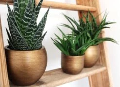 Capi Europe - Bloempot Bol Retro XL - 42x41 - Goud - Bloempot Voor Binnen - Opening ⌀36 - RTG933 -Buitentuinwinkel 1200x876 2