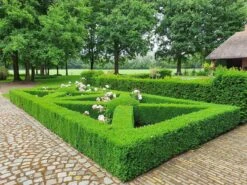 Topbuxus Buxus Health Mix -Buitentuinwinkel 1200x899 8