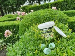 Topbuxus Buxus Health Mix -Buitentuinwinkel 1200x899 9