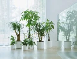 Elho B.for Soft Rond 30 - Bloempot Voor Binnen - Ø 29.5 X H 27.6 Cm - Wit 33 Elho B.for Soft Rond 30 - Bloempot Voor Binnen - Ø 29.5 X H 27.6 Cm - Wit -Buitentuinwinkel 1200x916 1