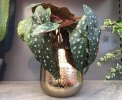 Gina Da Bloempot Karakter Goud - XL -Buitentuinwinkel 1200x984