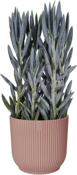 Elho Vibes Fold Rond 30 - Bloempot Voor Binnen - Ø 29.5 X H 27.2 Cm - Delicaat Roze -Buitentuinwinkel 531x1200 4