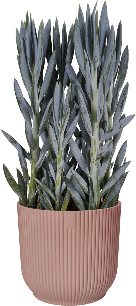 Elho Vibes Fold Rond Wielen 35 - Bloempot Voor Binnen - Ø 34.9 X H 32.4 Cm - Delicaat Roze 15 Elho Vibes Fold Rond Wielen 35 - Bloempot Voor Binnen - Ø 34.9 X H 32.4 Cm - Delicaat Roze - Afbeelding 13