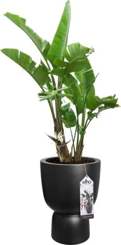 Elho Pure Coupe 41 - Bloempot Voor Binnen & Buiten - Ø 41.3 X H 57.9 Cm - Zwart/Zwart -Buitentuinwinkel 595x1200 4