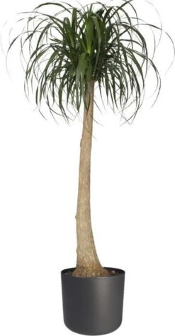 Elho B.for Soft Rond 35 - Bloempot Voor Binnen - Ø 34.5 X H 32.3 Cm - Antraciet -Buitentuinwinkel 627x1200