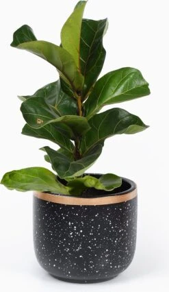 Bloempotten Binnen - Keramiek - Gouden Rand - Bloempot Buiten - Afvoergat 24 - Small Set Van 3 - 15 Cm -Buitentuinwinkel 695x1200