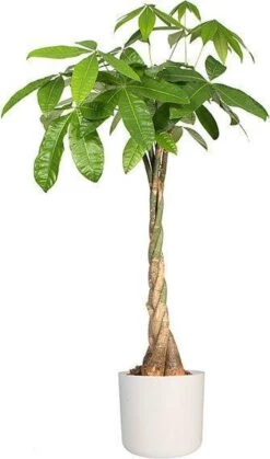 Elho B.for Soft Rond 30 - Bloempot Voor Binnen - Ø 29.5 X H 27.6 Cm - Wit 31 Elho B.for Soft Rond 30 - Bloempot Voor Binnen - Ø 29.5 X H 27.6 Cm - Wit -Buitentuinwinkel 708x1200 1