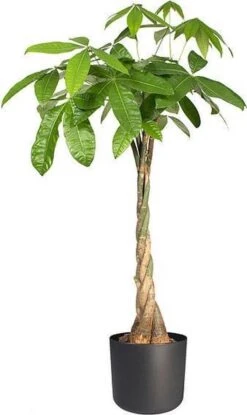 Elho B.for Soft Rond 25 - Bloempot Voor Binnen - Ø 24.7 X H 23.3 Cm - Antraciet 15 Elho B.for Soft Rond 25 - Bloempot Voor Binnen - Ø 24.7 X H 23.3 Cm - Antraciet -Buitentuinwinkel 714x1200 3