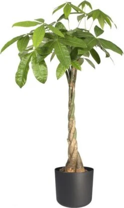 Elho B.for Soft Rond 35 - Bloempot Voor Binnen - Ø 34.5 X H 32.3 Cm - Antraciet -Buitentuinwinkel 714x1200 4