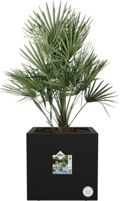 Elho Vivo Next Vierkant 30 - Plantenbak Voor Binnen & Buiten - Ø 29.5 X H 29.5 Cm - Zwart/Living Black -Buitentuinwinkel 720x1200 1