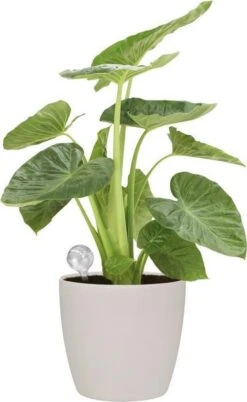 Elho Aqua Care 9 - Accessoires Voor Binnenaccessoires - Ø 17.3 X H 32.0 Cm - Transparant/Transparant -Buitentuinwinkel 737x1200 2