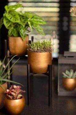 Capi Europe - Bloempot Bol Retro - 23x21 - Goud - Bloempot Voor Binnen - BRTG134 22 Capi Europe - Bloempot Bol Retro - 23x21 - Goud - Bloempot Voor Binnen - BRTG134 -Buitentuinwinkel 792x1200