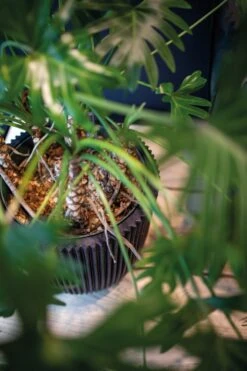 Capi Europe - Bloempot Bol Groove NL - 43x41 - Zwart - Voor Binnen En Buiten - KGVBL933 -Buitentuinwinkel 799x1200 34