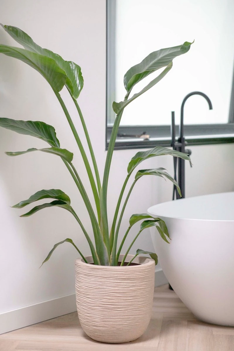 Capi Europe - Bloempot Bol Waste Rib NL - 35x34 - Terrazzo Beige - Voor Binnen En Buiten - KTBR932 4 Capi Europe - Bloempot Bol Waste Rib NL - 35x34 - Terrazzo Beige - Voor Binnen En Buiten - KTBR932 - Afbeelding 2