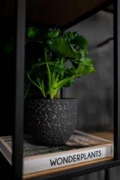 Plantenpot/Bloempot In Het Lava-look Zwart Dia 15 Cm En Hoogte 13 Cm - Voor Binnen -Buitentuinwinkel 799x1200 44