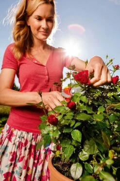 WOLF-Garten Snoeischaar "Premium Plus" RR 4000 - Max. Knipdiameter 22 Mm - Links- En Rechtshandige - Softinleg Handgreep - Snijhoek 30° - Voor Grote Handen - Vervangbare Messen -Buitentuinwinkel 799x1200 96